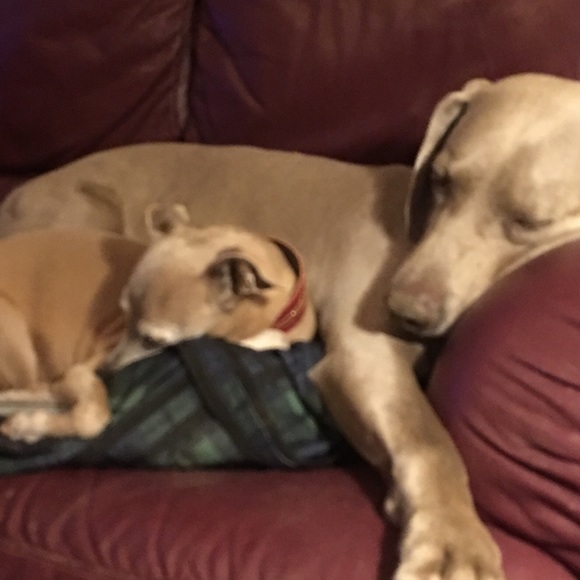 Meet your Posher,Jami,Beulah is my Grandma/Momma❤️ - Picture 5 of 8